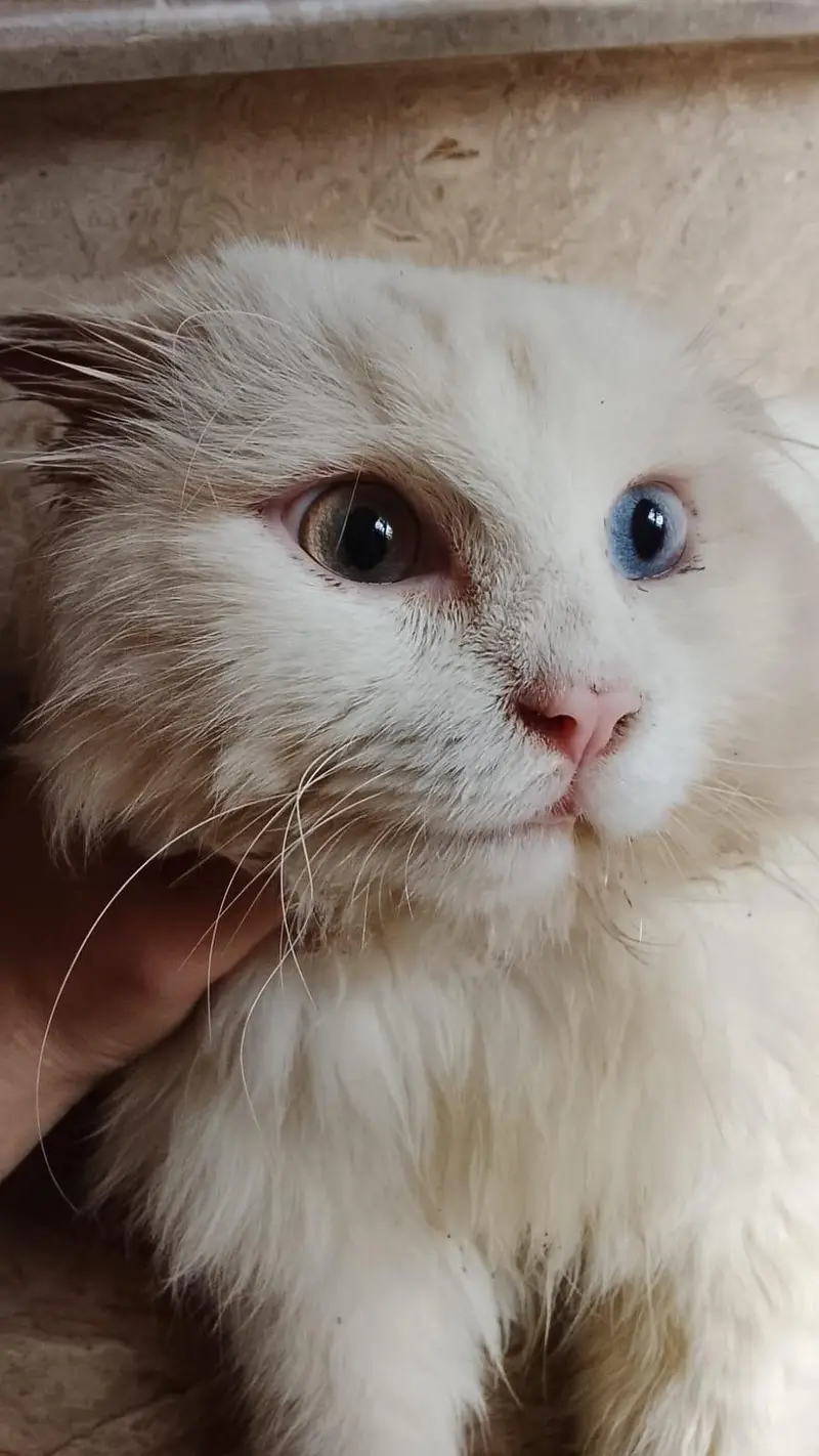 Persian cats — photo 5