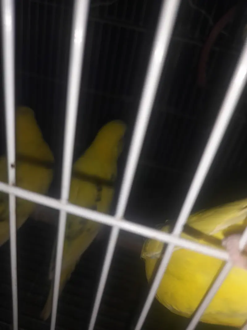 6/۔ طوط ہیں عمر 6۔   7 — photo 3