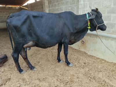 Bachra | Bachia | Bull | Qurbani | Pada | Palaie | Cow 4 Sale