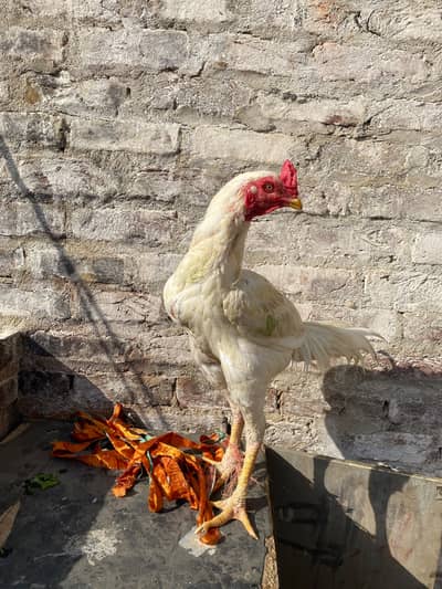 Desi murga for sale