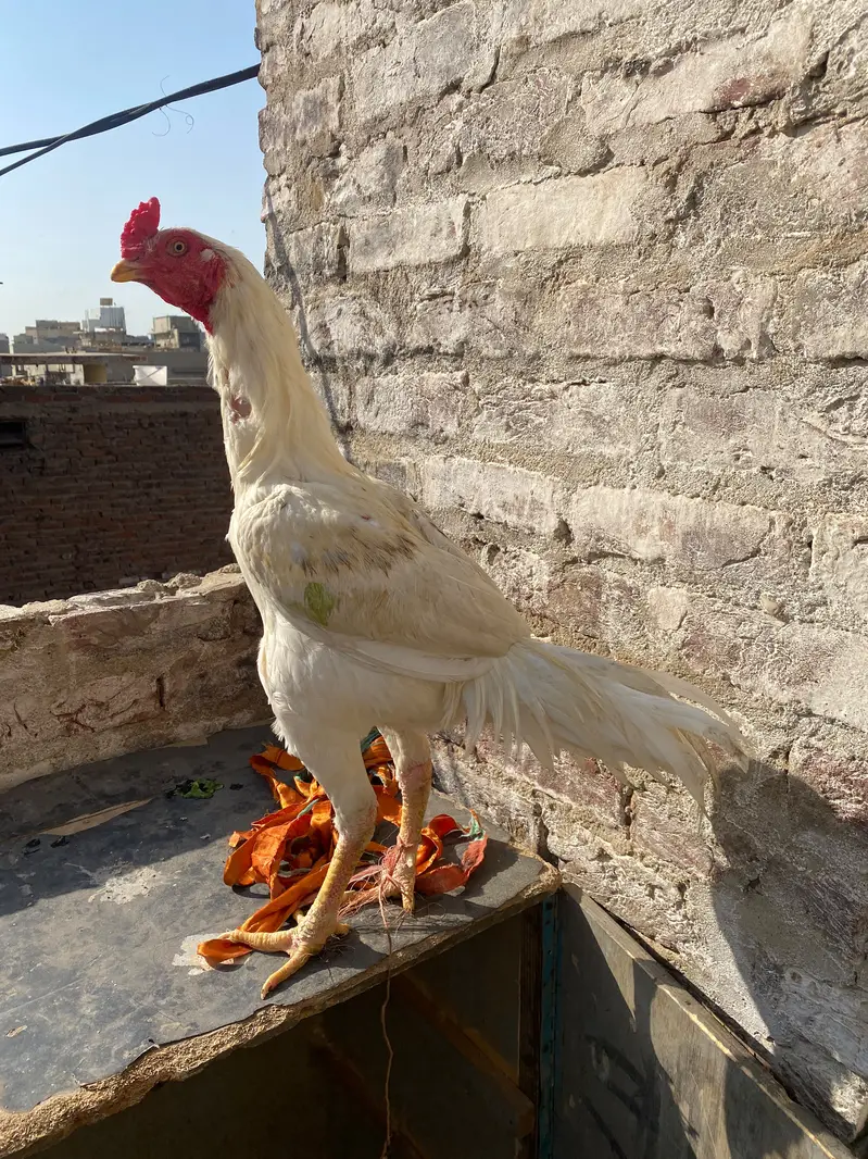 Desi murga for sale — photo 2