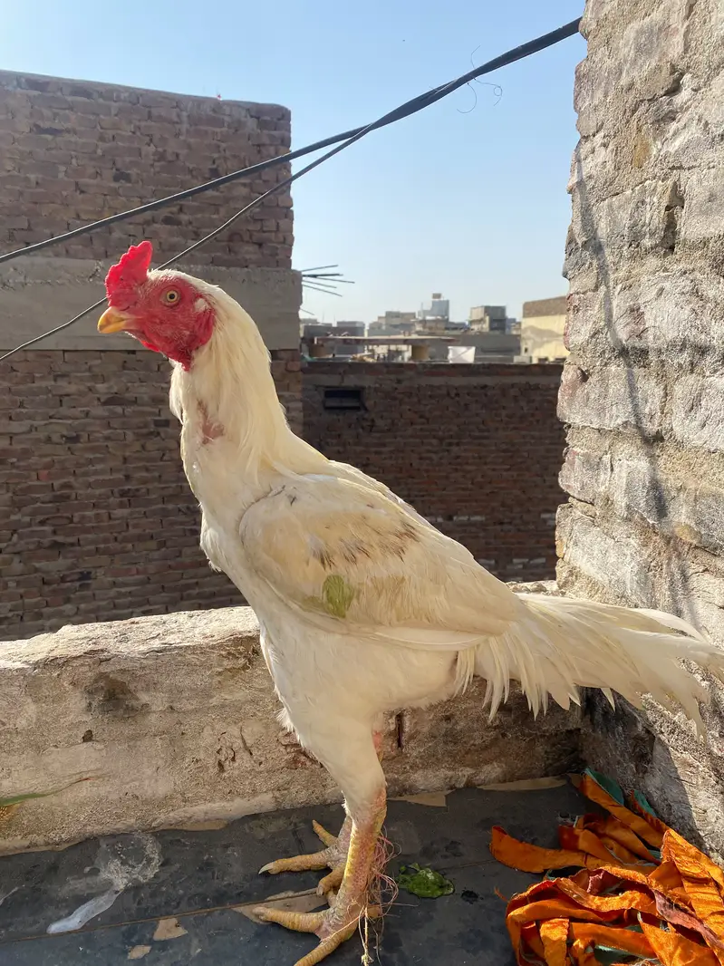 Desi murga for sale — photo 4