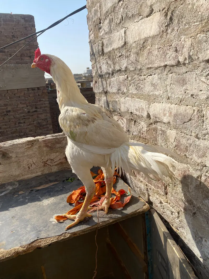 Desi murga for sale — photo 5