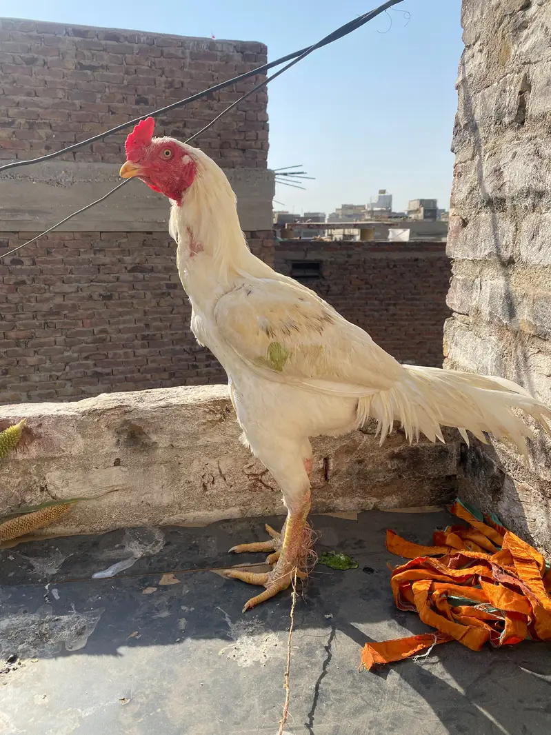 Desi murga for sale — photo 6
