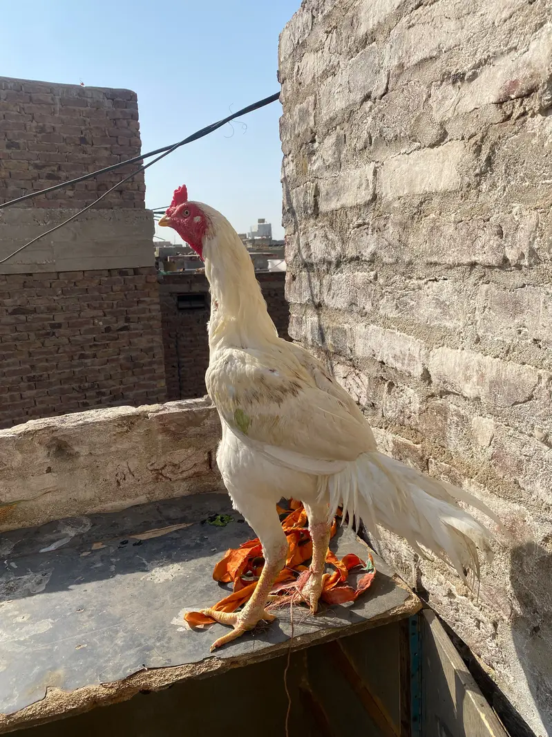 Desi murga for sale — photo 7