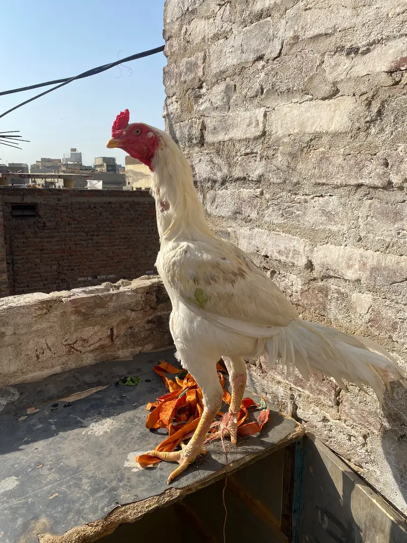 Desi murga for sale — photo 8