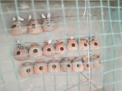 jawa birds pair adult chick breeder