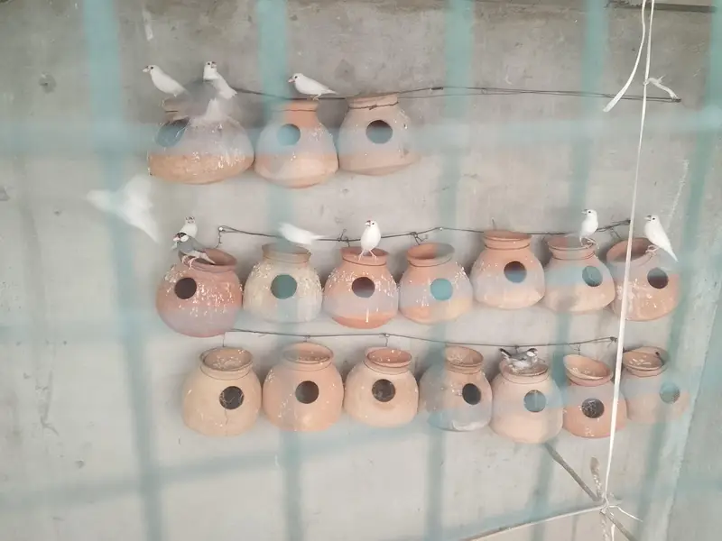 jawa birds pair adult chick breeder — photo 2