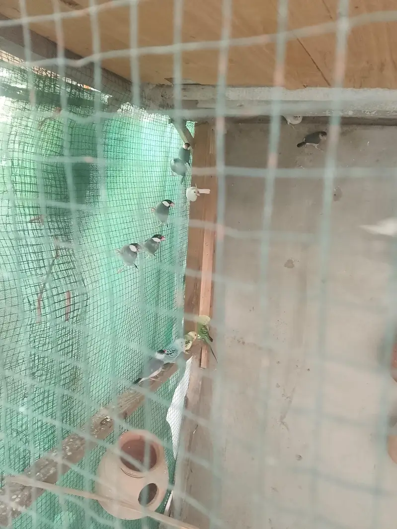jawa birds pair adult chick breeder — photo 3