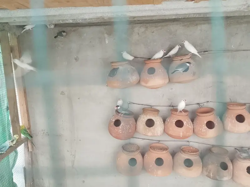 jawa birds pair adult chick breeder — photo 4