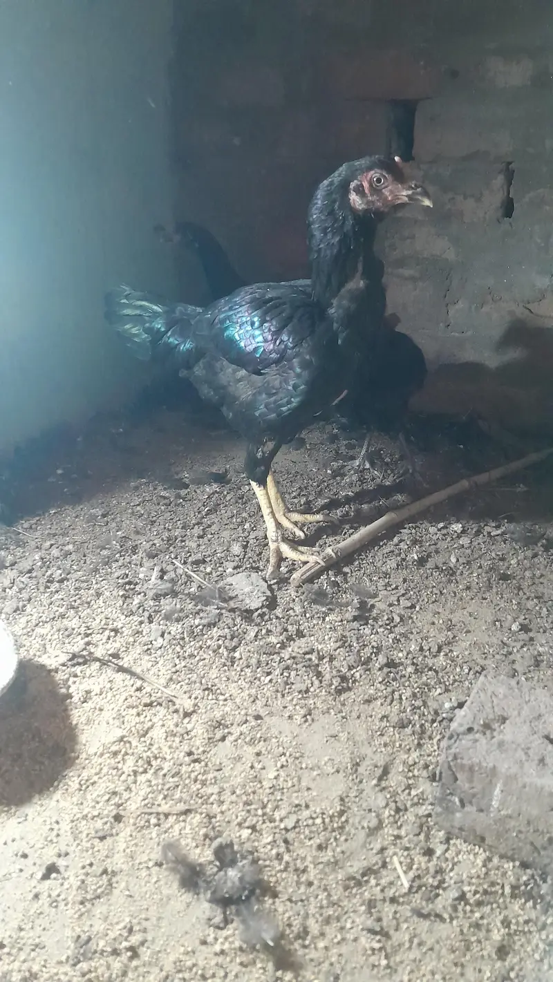 Aseel Dasi Hens — photo 3
