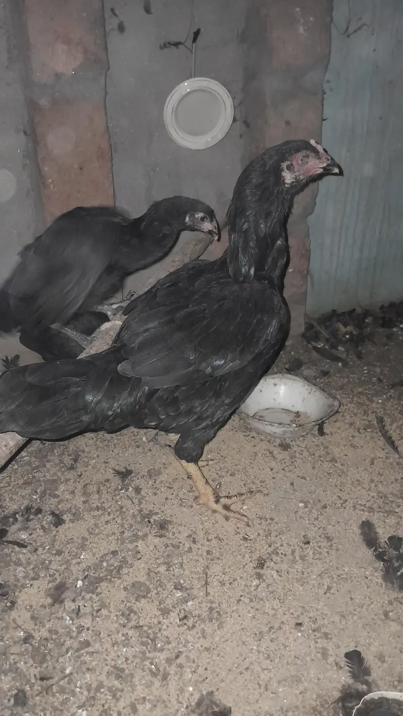 Aseel Dasi Hens — photo 5