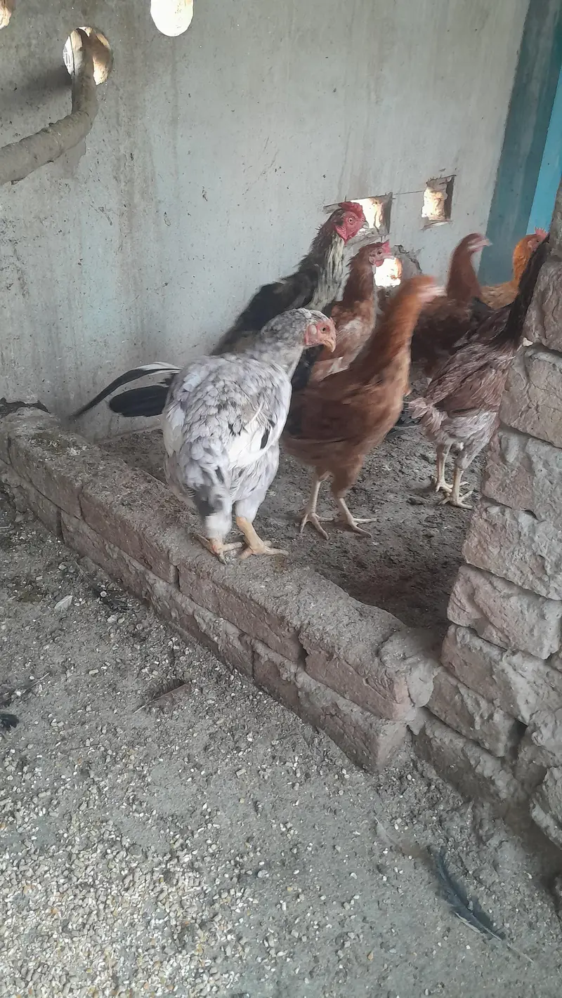 Aseel Dasi Hens — photo 7