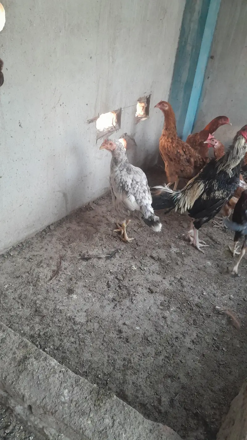 Aseel Dasi Hens — photo 8