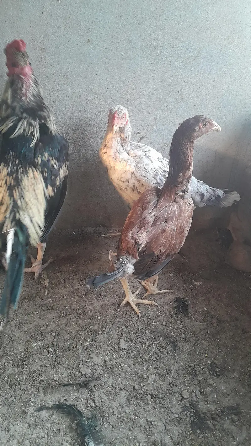 Aseel Dasi Hens — photo 9