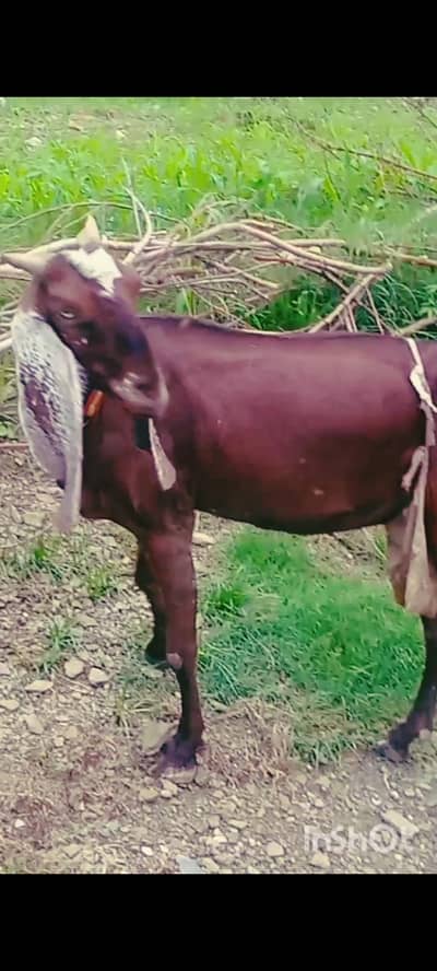 2 bkrian for sale