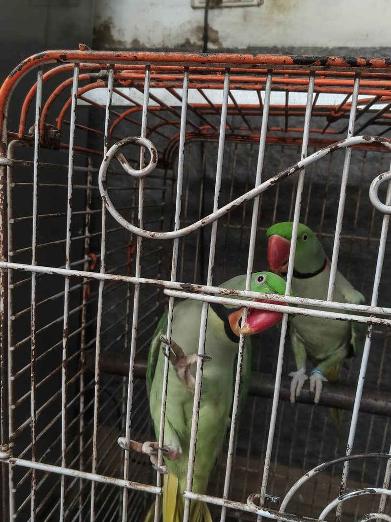 Alexander raw parrots 0