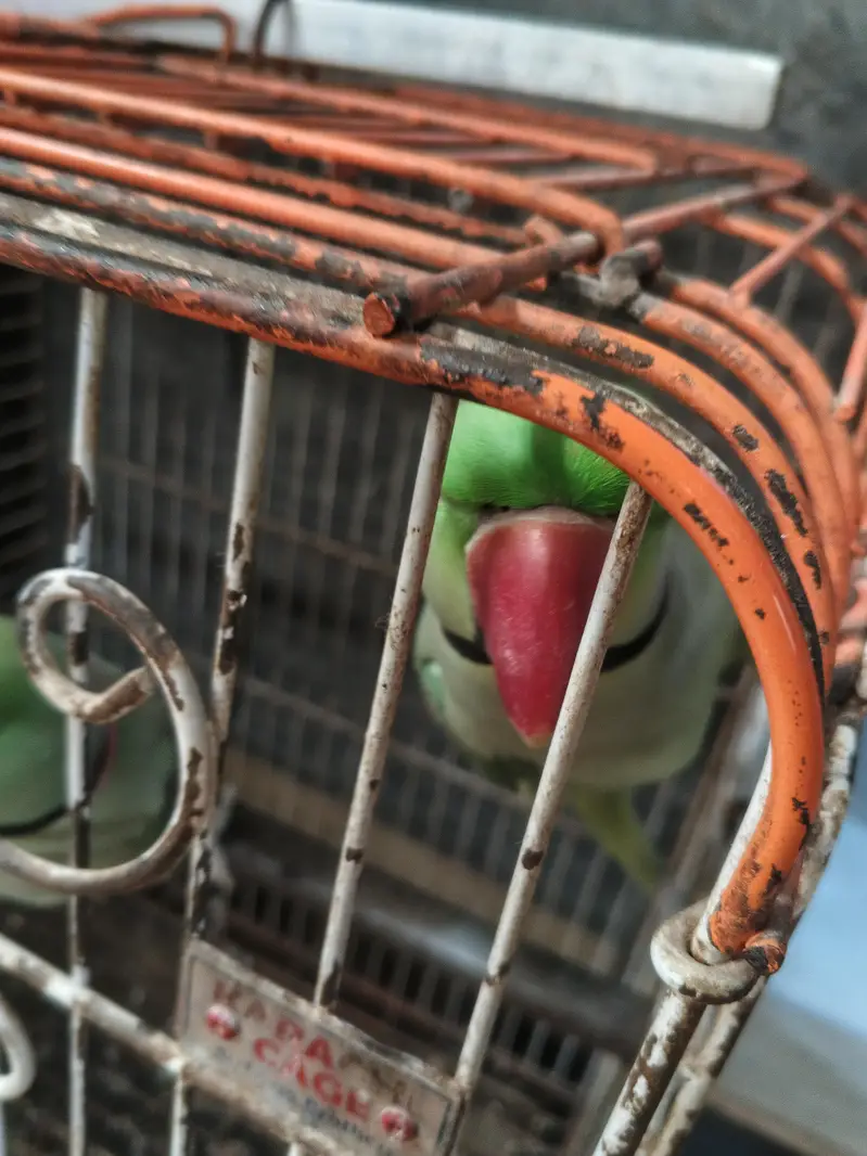 Alexander raw parrots — photo 2
