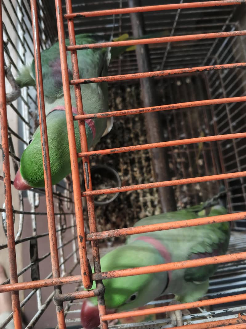 Alexander raw parrots 2