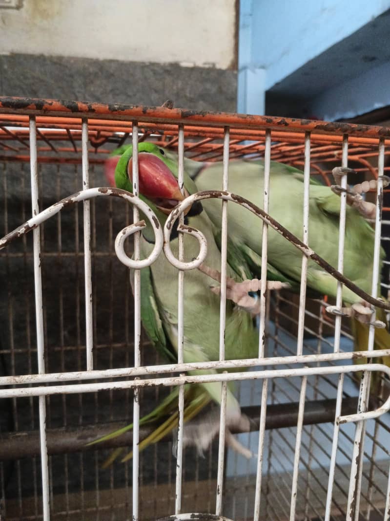 Alexander raw parrots 3