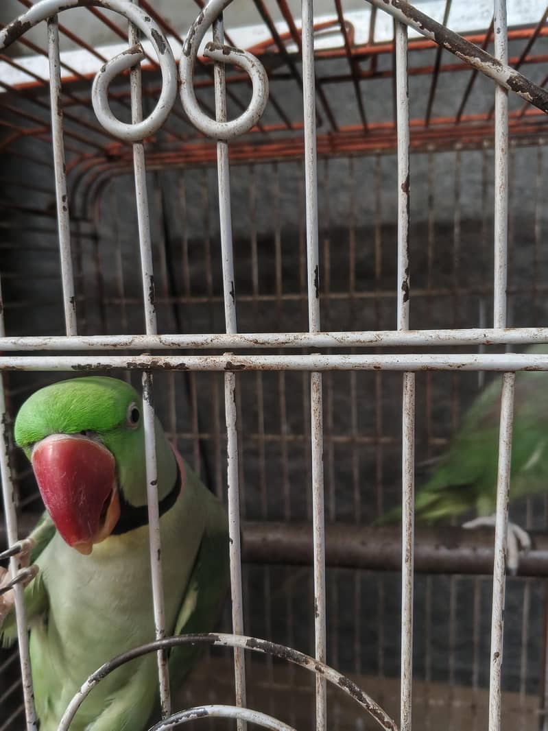 Alexander raw parrots 4