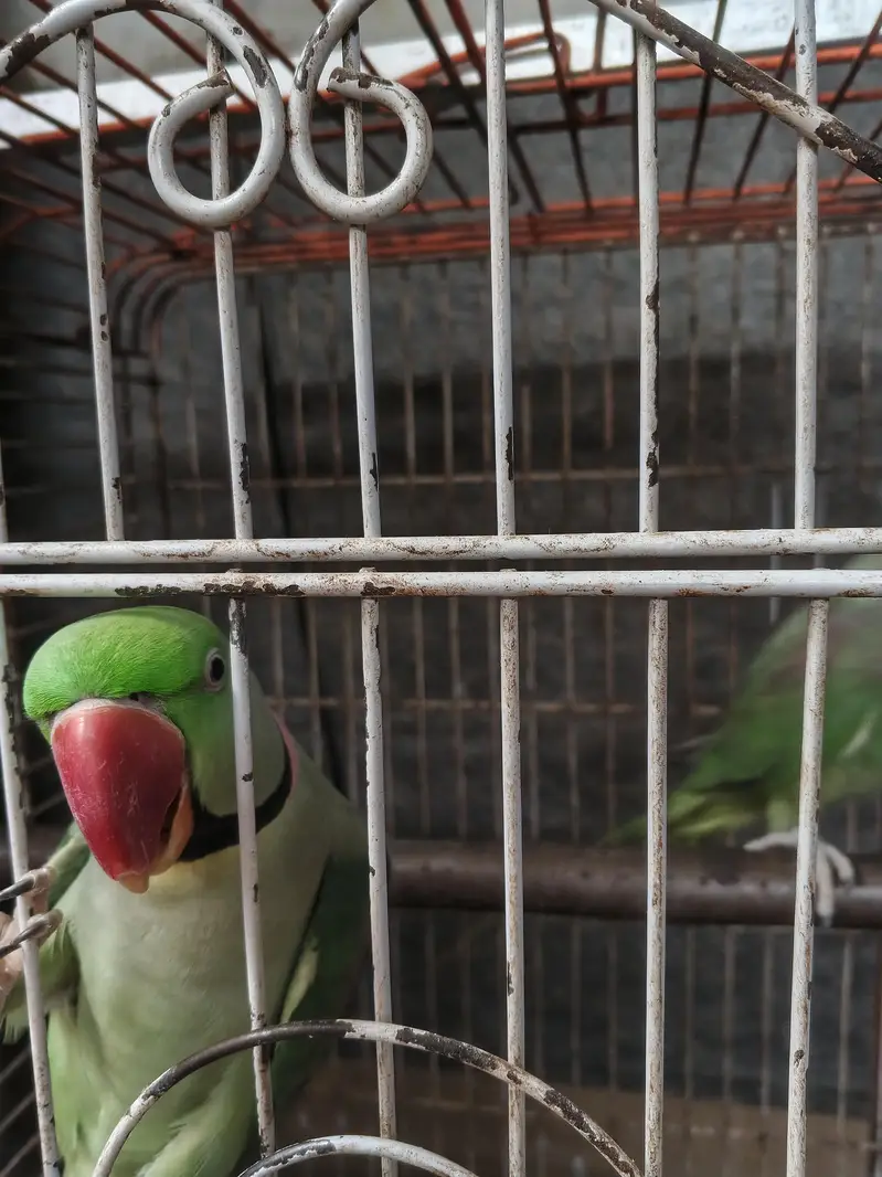 Alexander raw parrots — photo 5