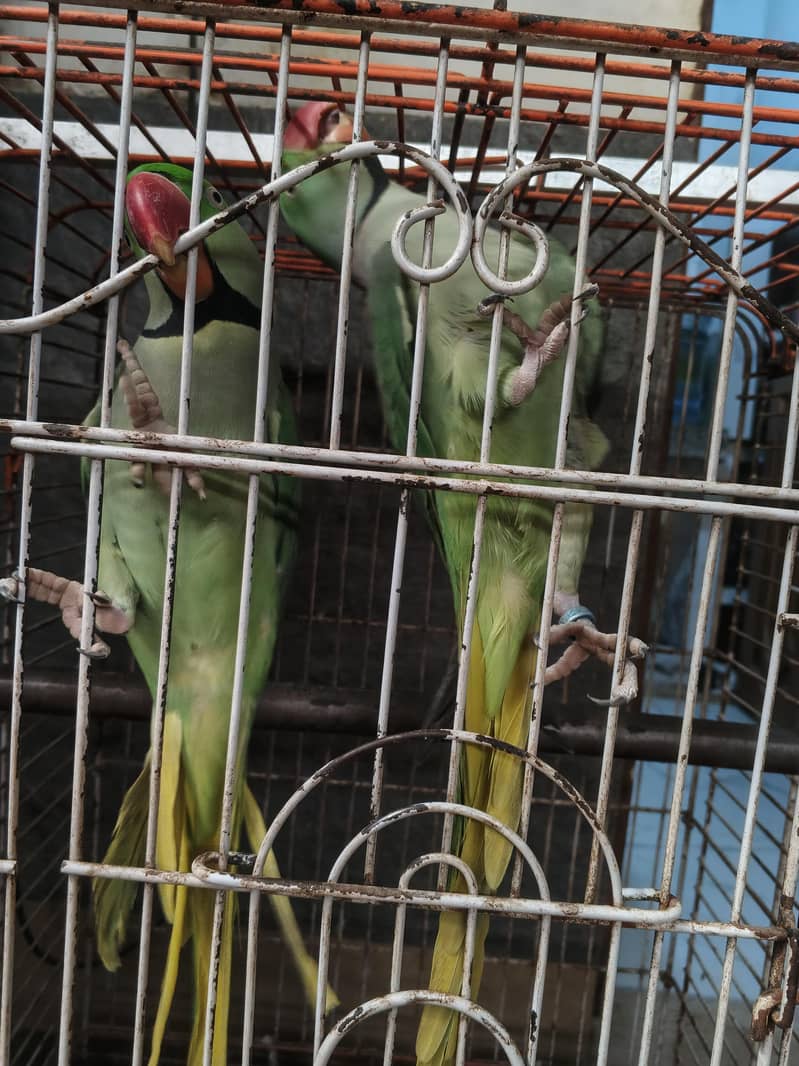 Alexander raw parrots 5