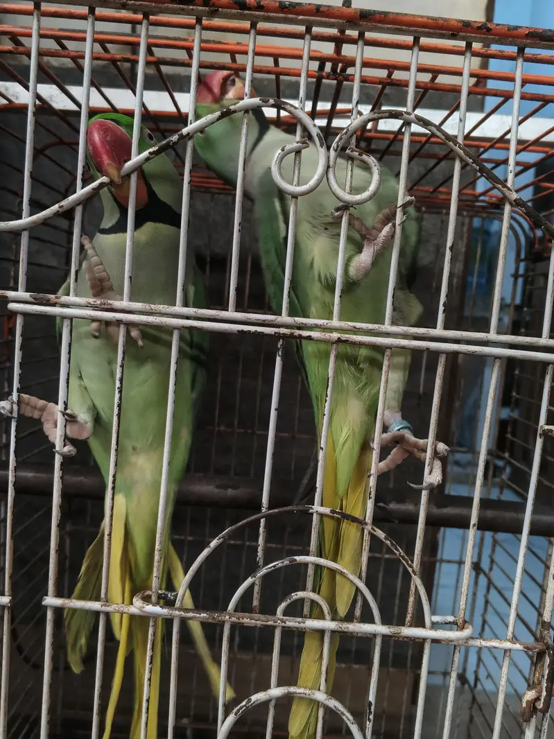 Alexander raw parrots — photo 6