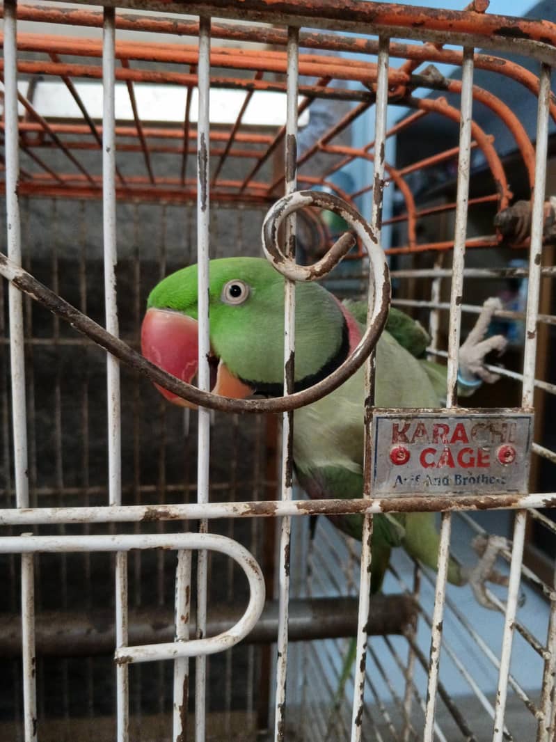 Alexander raw parrots 6