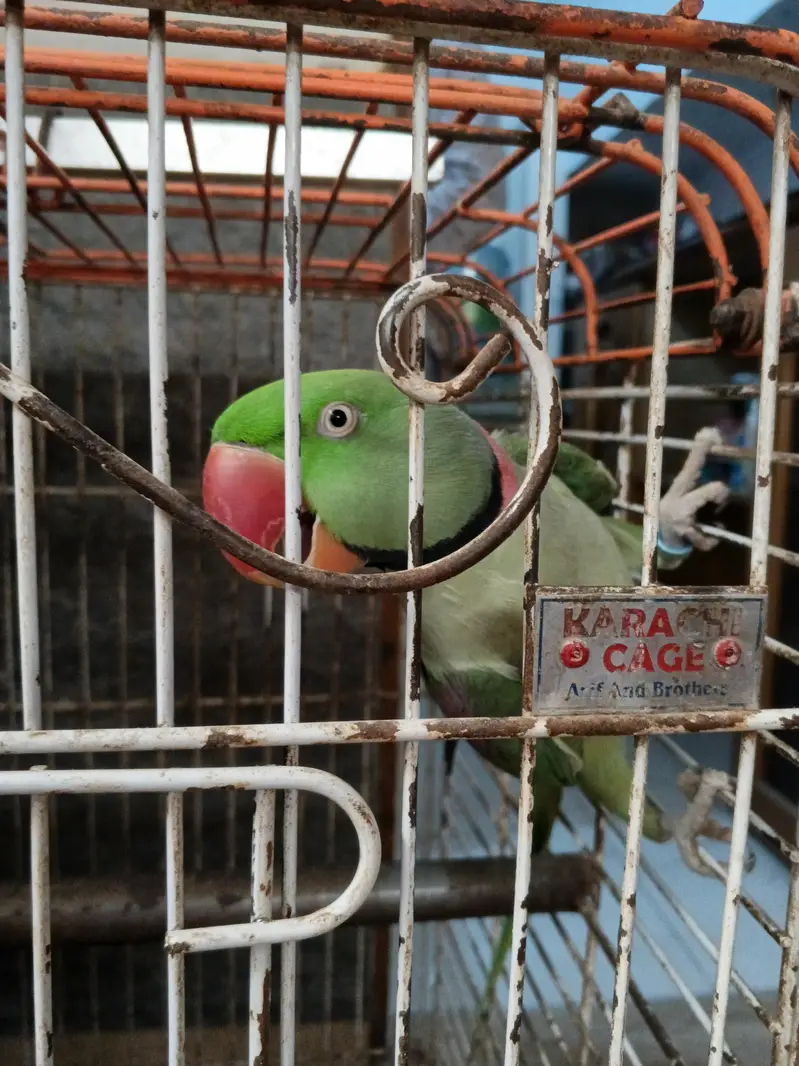Alexander raw parrots — photo 7