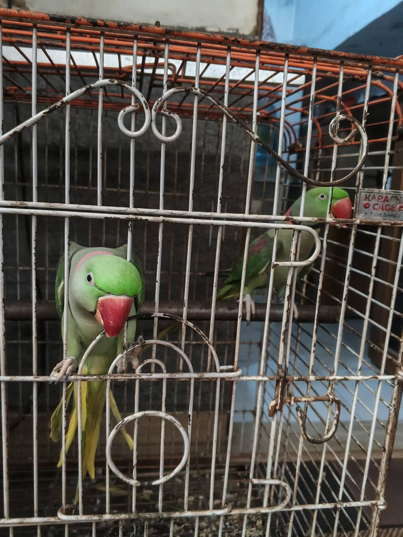 Alexander raw parrots 7