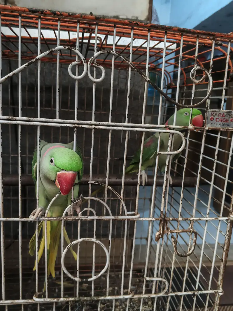 Alexander raw parrots — photo 8
