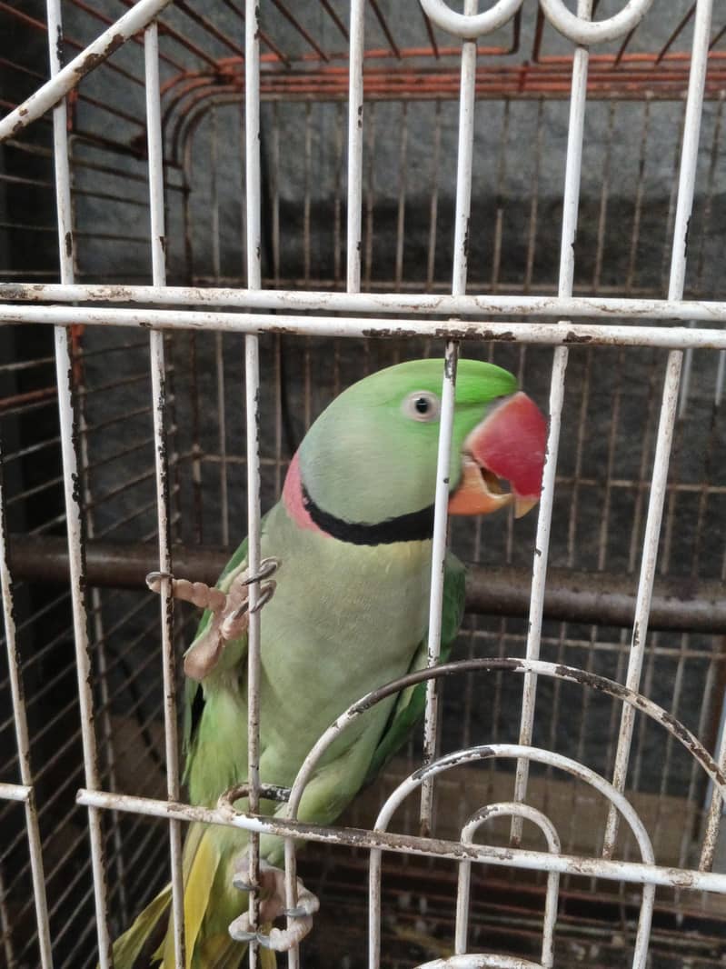 Alexander raw parrots 8