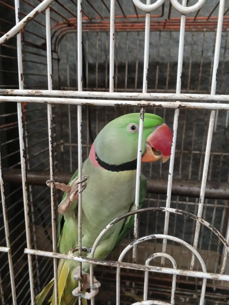 Alexander raw parrots — photo 9