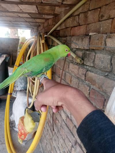 I sell a female green parrot