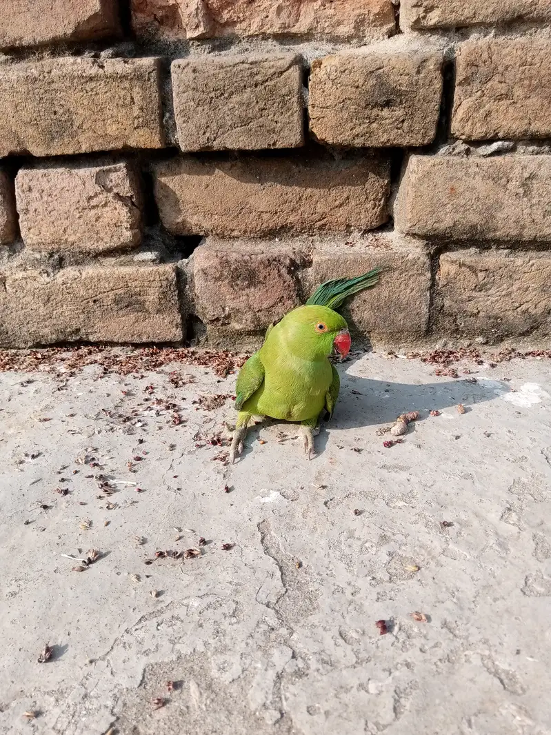 I sell a female green parrot — photo 2