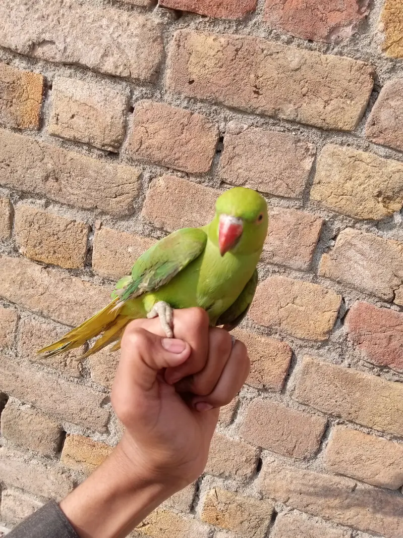 I sell a female green parrot — photo 3