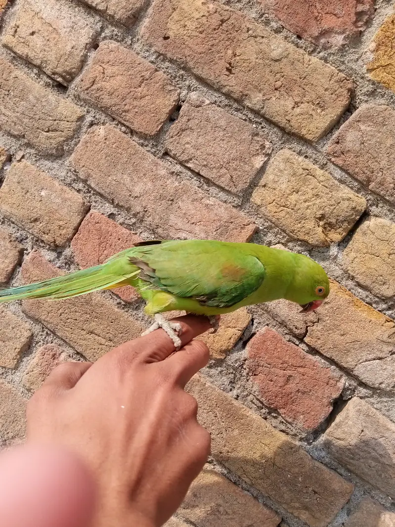 I sell a female green parrot — photo 4