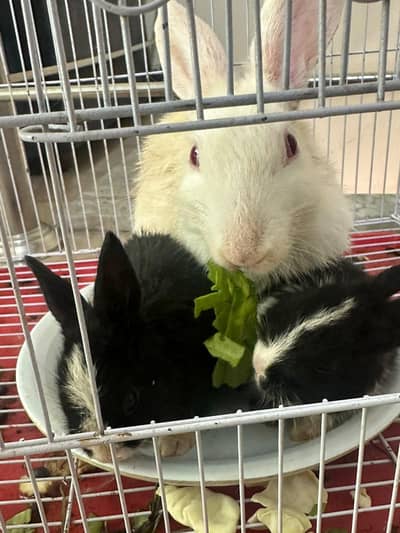 Rabbits for sale