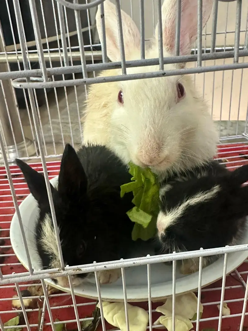 Rabbits for sale