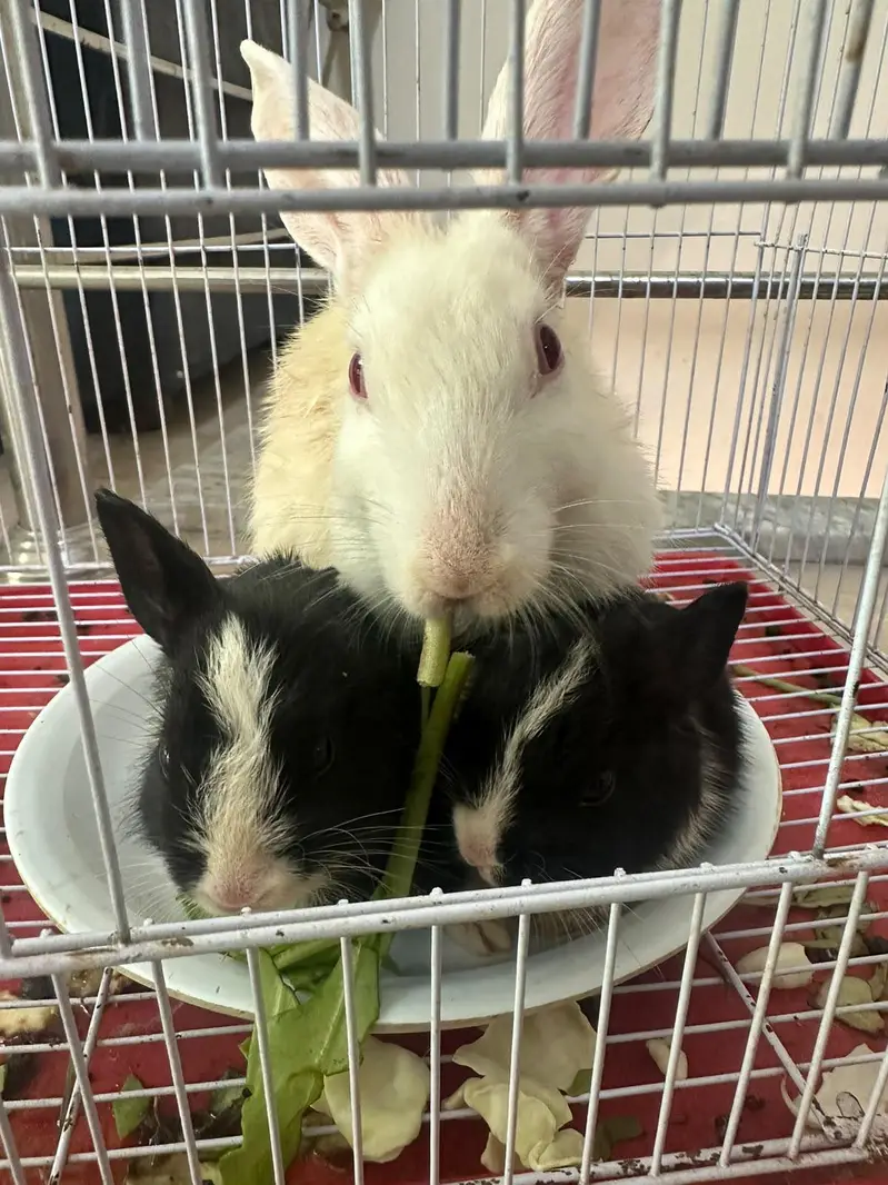 Rabbits for sale — photo 2