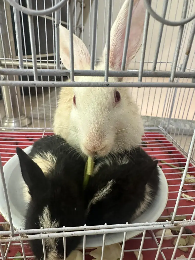 Rabbits for sale — photo 3