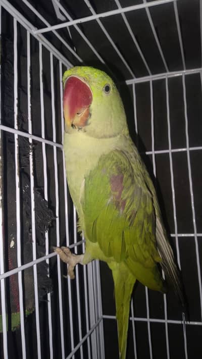Full beautiful parrot male ha ring sata ha on mood taking 03094654348
