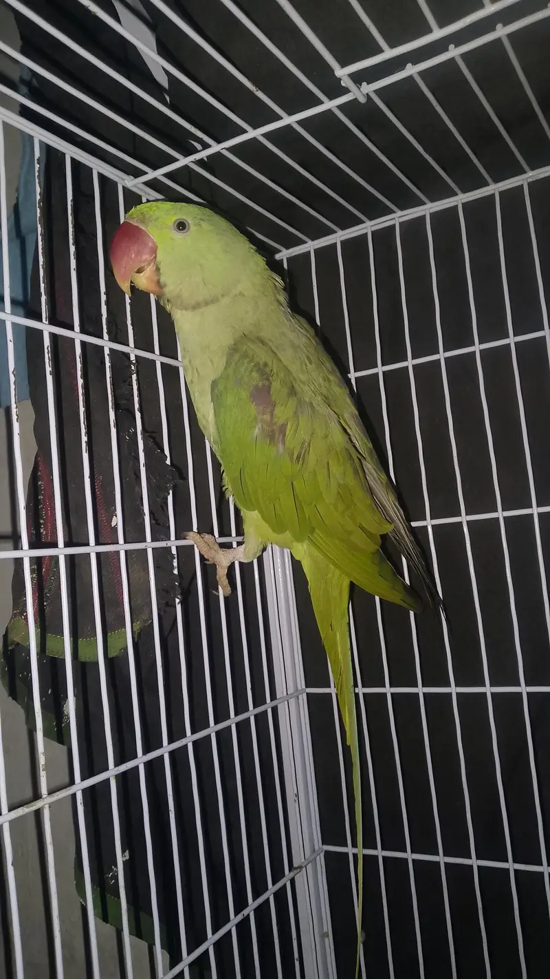 Full beautiful parrot male ha ring sata ha on mood taking 03094654348 — photo 4