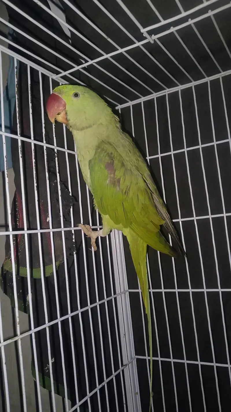 Full beautiful parrot male ha ring sata ha on mood taking 03094654348 — photo 5
