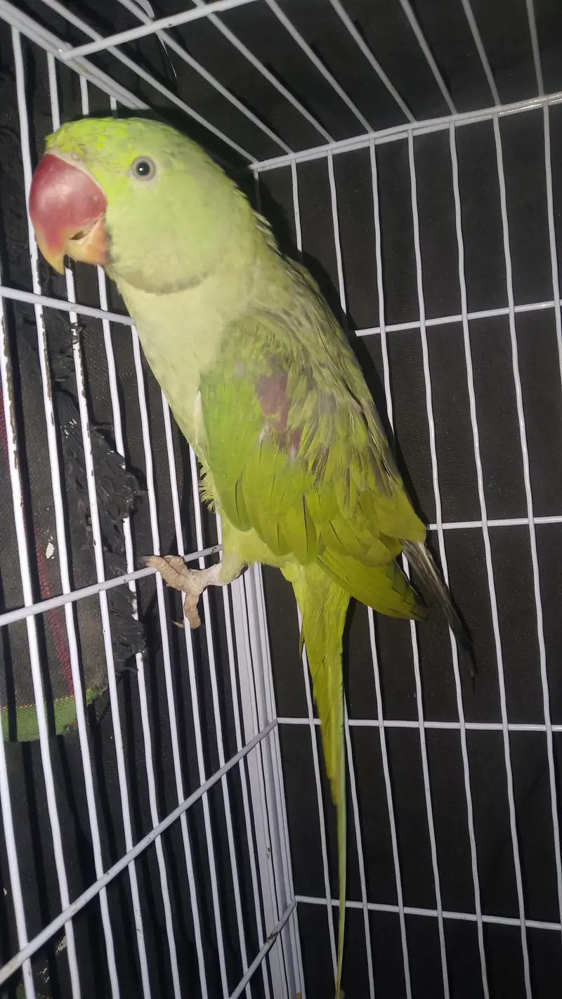 Full beautiful parrot male ha ring sata ha on mood taking 03094654348 — photo 6