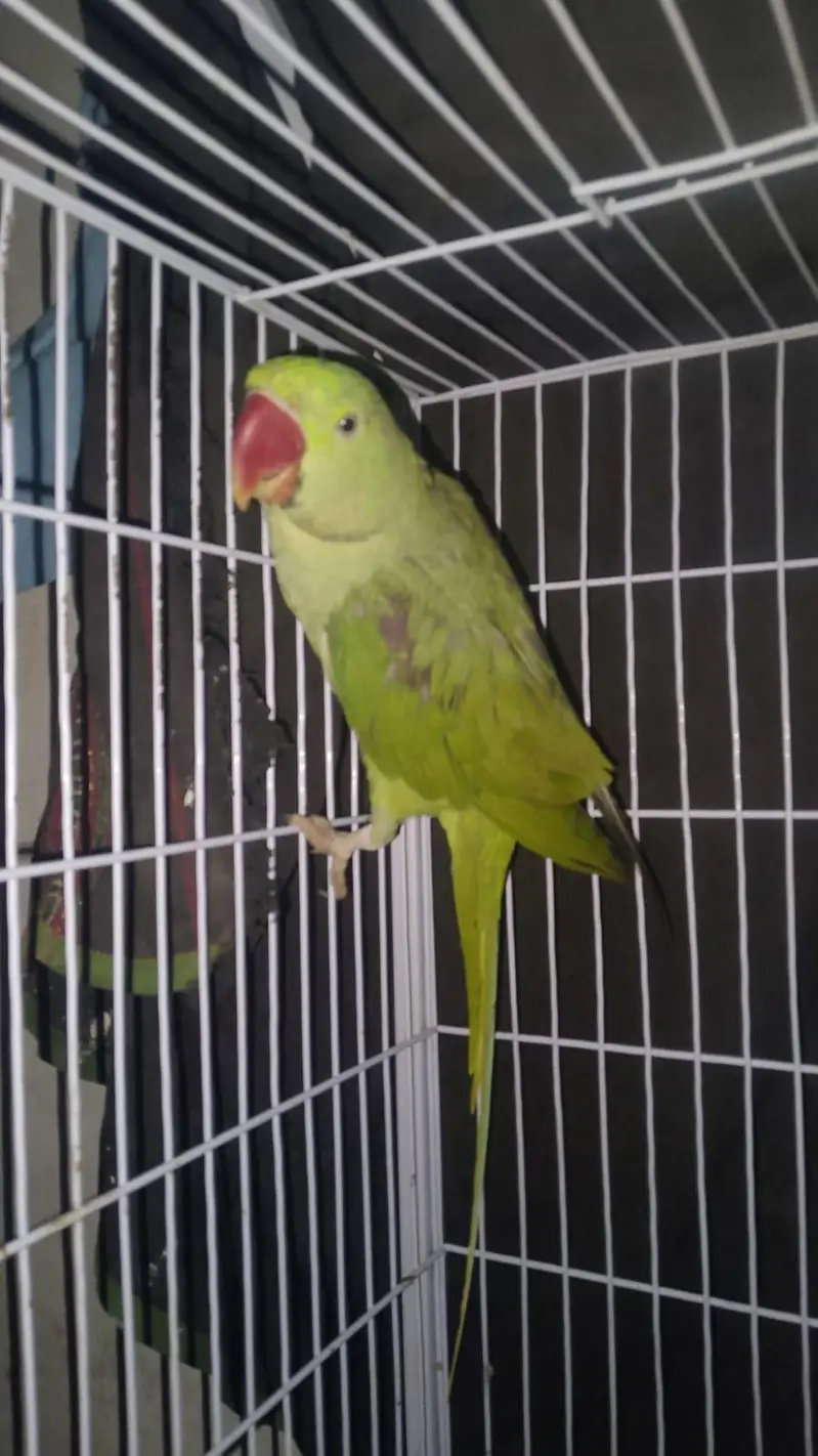 Full beautiful parrot male ha ring sata ha on mood taking 03094654348 — photo 7