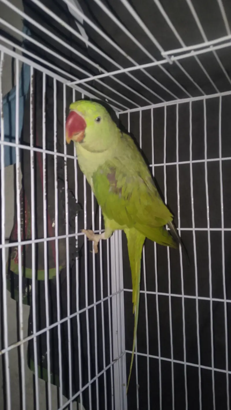 Full beautiful parrot male ha ring sata ha on mood taking 03094654348 — photo 8