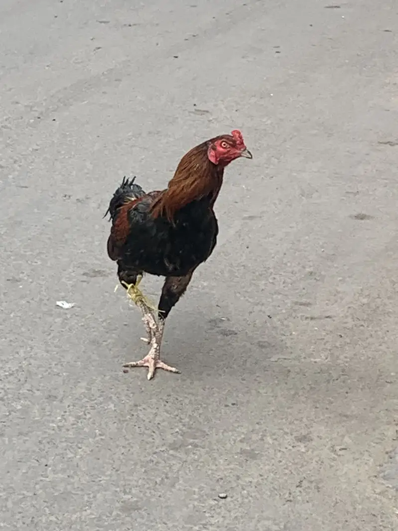 Daesee Aseel Morgay ha 1700kg — photo 2