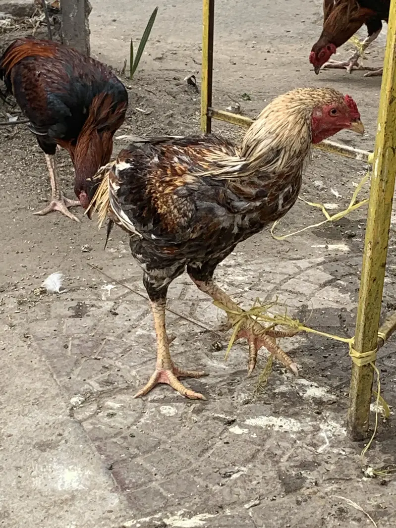 Daesee Aseel Morgay ha 1700kg — photo 4